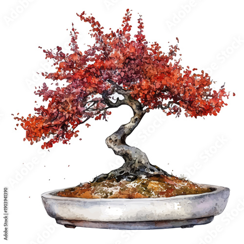 watercolor of Tamarix Bonsai draw graphic, isolated on a white background.