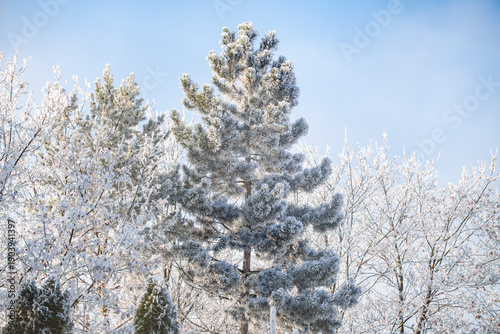 Foto Pine tree covered by white frozen beauty