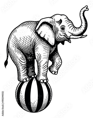 Hand drawn line art illustration of an elephant depicting balancing on a striped circus ball for entertainment