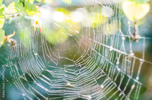 Bilde på lerret Spider net glowing in the sun like in the dream