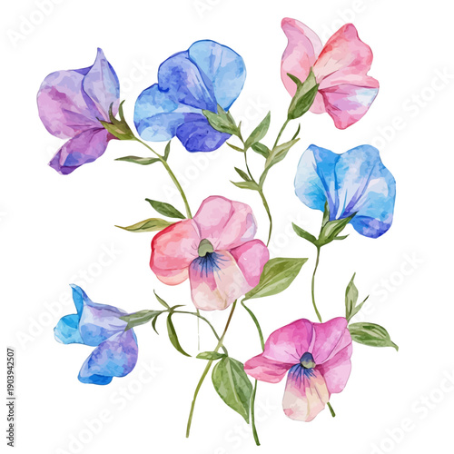 Sweet Pea Flower High Quality, watercolor clipart showing delicate textures and whimsical forms, isolated on a white background.