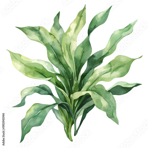 Staghorn Fern High Quality, watercolor illustration featuring soft shadows and luminous, isolated on a white background.