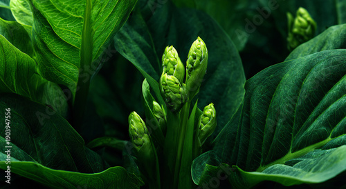 Green plant illustration with large leaves and buds on white background, detailed vector style