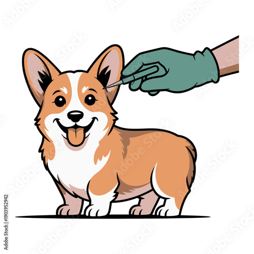 A veterinarian's gloved hand administering an ear injection to a happy corgi