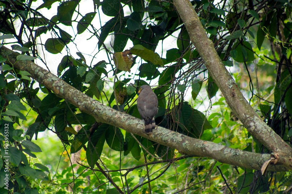 Fototapeta premium The roadside hawk (Rupornis magnirostris) perched on a tree branch.