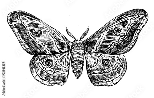 Tattoo design of a moth hand-drawn in pen and ink in a vintage style