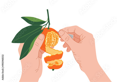Hands peeling mandarin orange citrus fruit with green leaves on white background, minimalist flat vector graphic, fresh healthy snack.