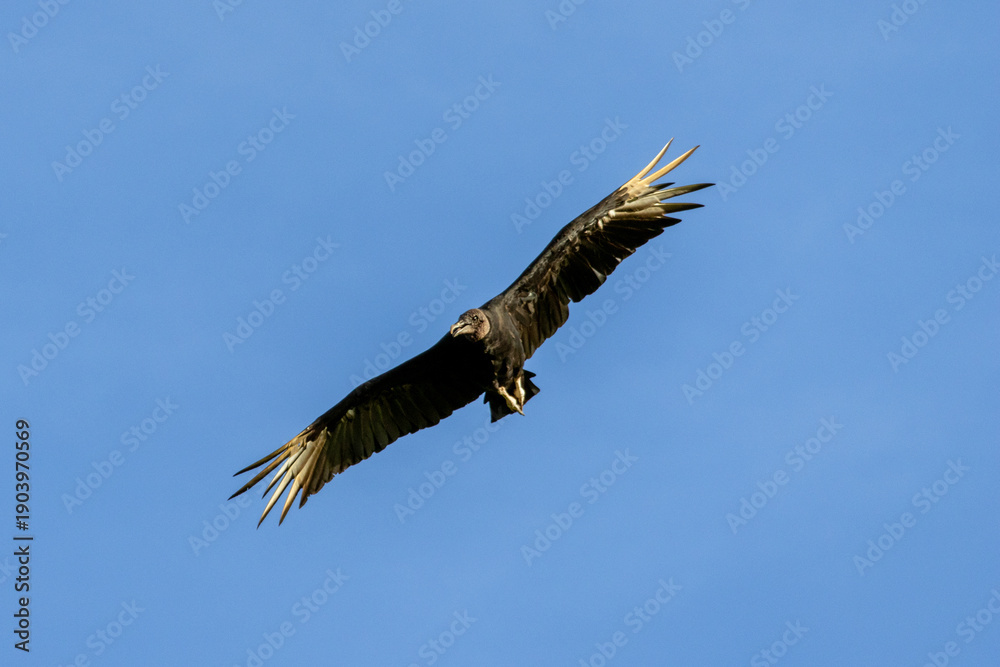 Fototapeta premium Black vulture banking in flight with wings tilted in Florestópolis Parana Brazil