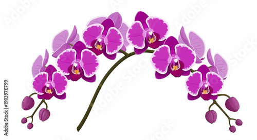 Purple Orchid Flowers on Stem.