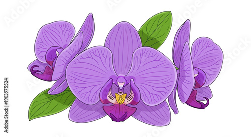 Purple Orchid Flowers with Green Leaves.