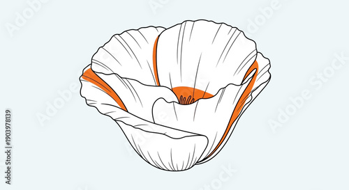 Illustration of an Open Oyster Shell.