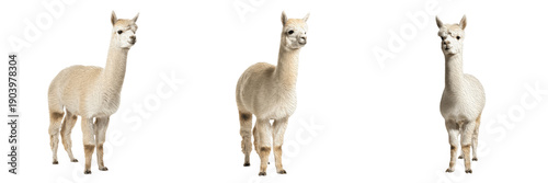 Set of fluffy white alpacas standing isolated on white background cutout