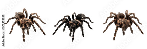 Set of large hairy tarantulas isolated on white background cutout
