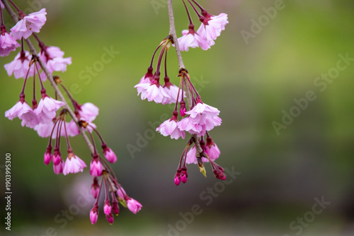 Φωτογραφία Cherry blossom flowers on weeping cherry tree branch in spring, Yokote, Akita, J