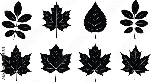 Black leaf silhouette vector collection with maple and birch shapes, botanical foliage icons for autumn design, organic tree leaf illustration elements