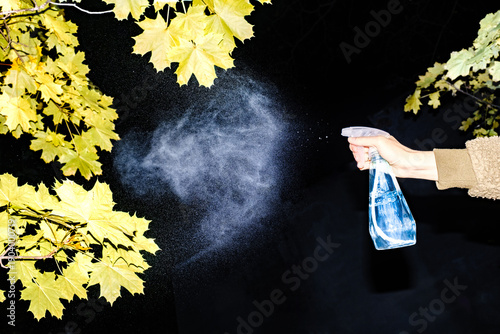 A hand sprays water on yellow maple leaves
