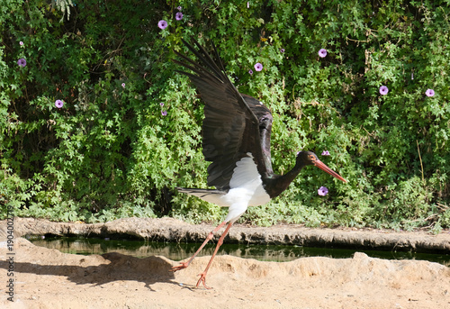 Photos Black Stork (Ciconia nigra)