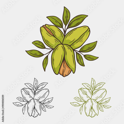 Pecan Nuts Botanical illustration for packaging, food branding, organic and natural design projects.