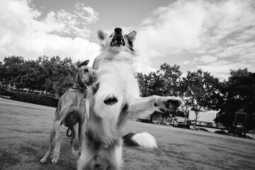 Black and white scene of playful border collie dog jumping