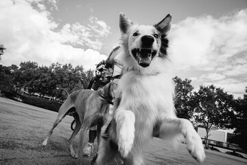 Black and white scene of playful border collie dog jumping