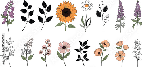 Hand drawn botanical flower set featuring sunflowers daisies lavender poppy blooms and black leaf branches for decorative nature illustration designs