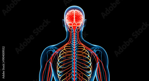Human nervous system with glowing red brain and nerves, anatomical 3D render on black background, medical illustration