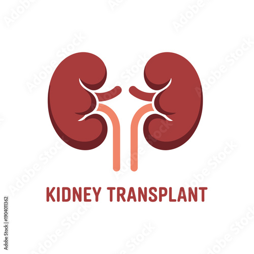 An illustration of a kidney transplant with two kidneys and ureters on a white background