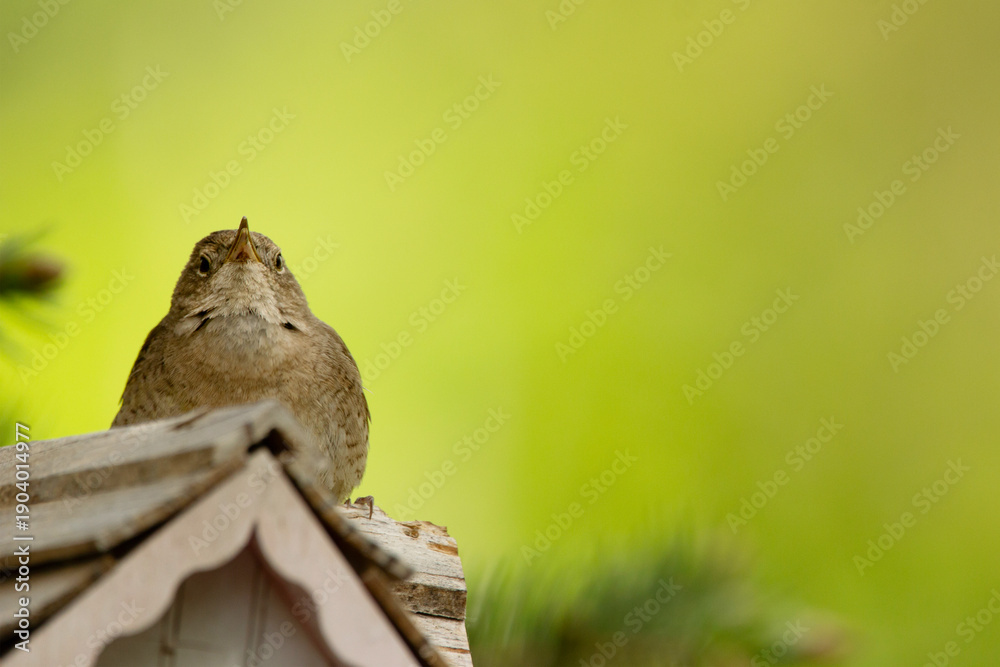Obraz premium Cute little male House wren is guarding his nest in the wooden house, he sits resting on the roof in shade of summer green foliage.