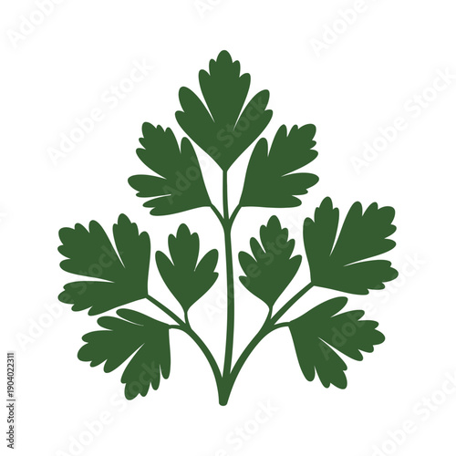 A green parsley plant with leafy stems on a white background for culinary or herbal use