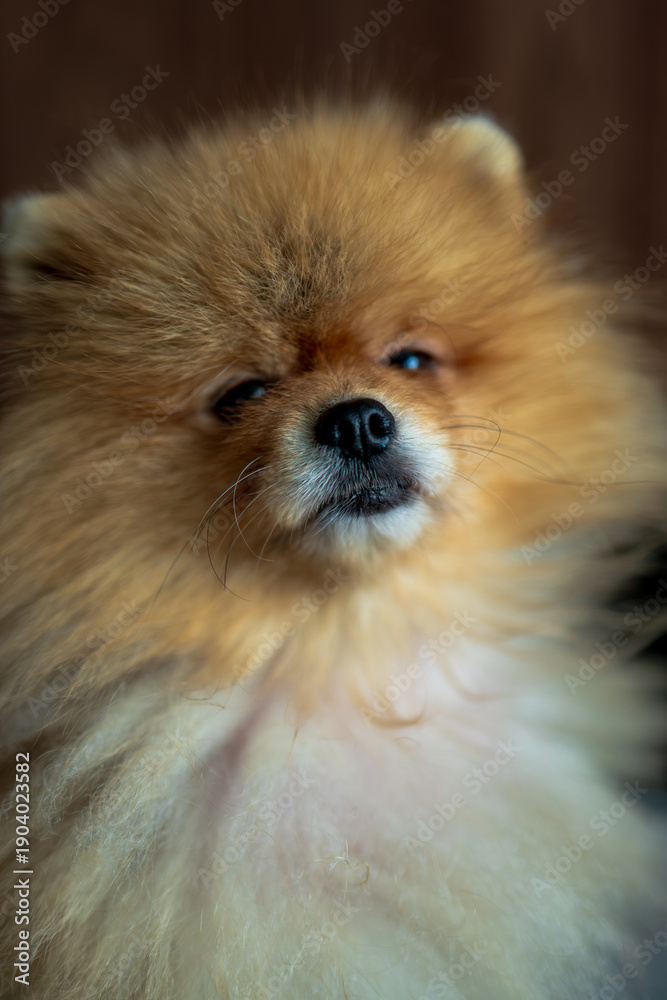 Fototapeta premium Pomeranian portrait with golden fur and soft muzzle indoors, Lithuania