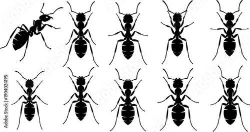 Ant insect silhouette collection displaying detailed top and side views, black vector illustrations isolated on white for biology, pest control, wildlife and educational design concepts
