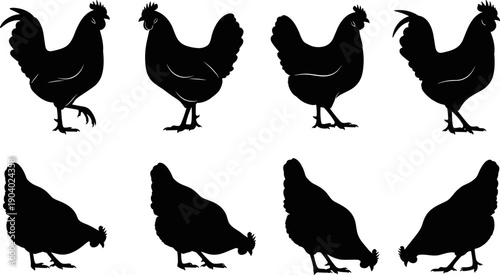 Chicken and rooster silhouette vector set featuring farm poultry birds in standing and pecking poses for agriculture, livestock and rural design isolated on white background