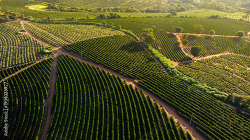 Fotografija Vista aérea de uma fazenda de plantação de café em Minas Gerais, Brasil