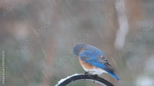 beautiful male eastern bluebird (Sialia sialis) under snow showers