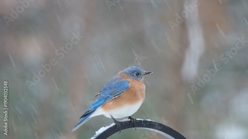 beautiful male eastern bluebird (Sialia sialis) under snow showers