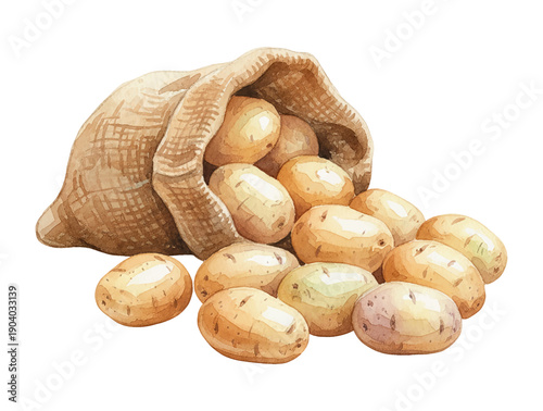 Fresh raw potatoes spilling from a rustic burlap sack on a white background organic vegetable harvest