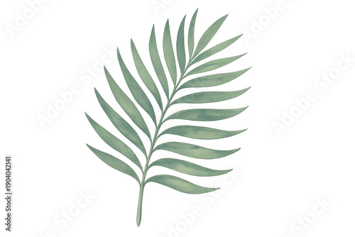 Hand-painted tropical palm leaf illustration on transparent background
