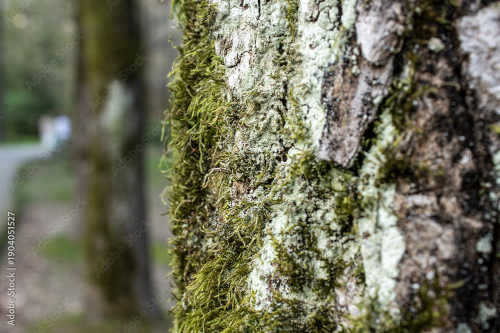 Obraz premium Close-up view of lichen and green moss growing on tree bark. Detailed natural texture with shallow depth of field, suitable for ecology, environment, sustainability, forest background