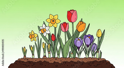 Colorful tulips and daffodils growing in soil with green background