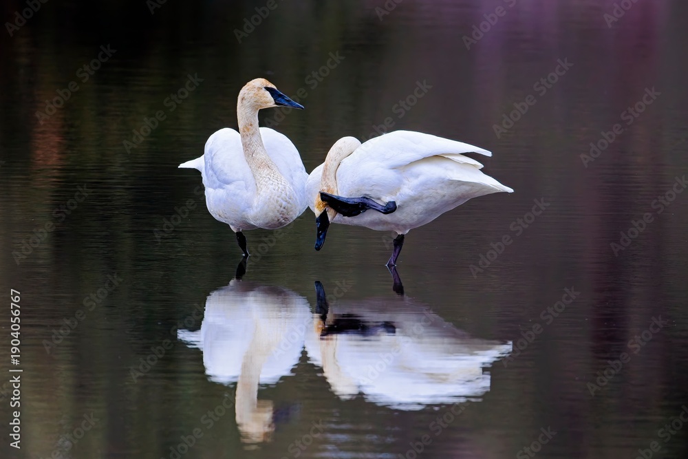Fototapeta premium Trumpeter swan scratches its head.