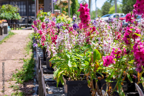 Wallpaper Mural Rows of Angelonia angustifolia (Summer Snapdragon) at a Waukesha County, Wisconsin nursery in June. Colorful upright blooms lining a garden path. Torontodigital.ca