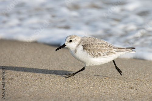 sanderling running along the tide line