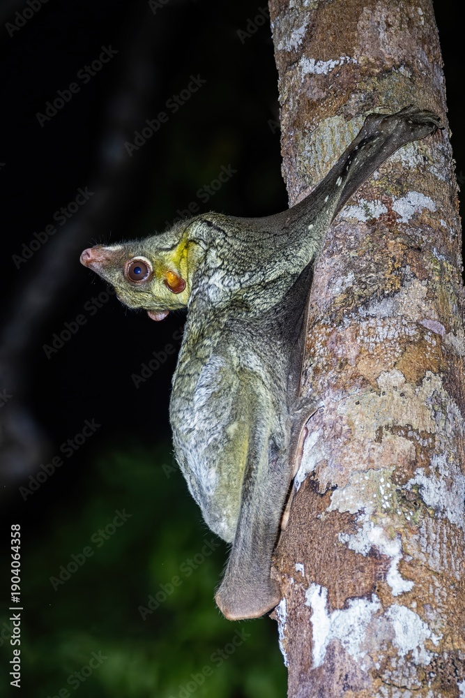 Naklejka premium Nocturnal Bornean Colugo (Galeopterus borneanus) commonly called a Colugo or a Sunda Flying Lemur, Kinabatangan River, Sabah, Borneo, Malaysia