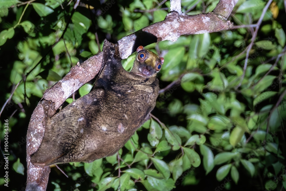 Obraz premium Nocturnal Bornean Colugo (Galeopterus borneanus) commonly called a Colugo or a Sunda Flying Lemur, Kinabatangan River, Sabah, Borneo, Malaysia