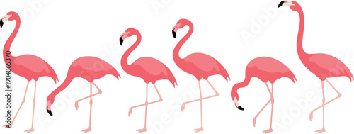 A set of six pink flamingos arranged in a horizontal line against a white background.