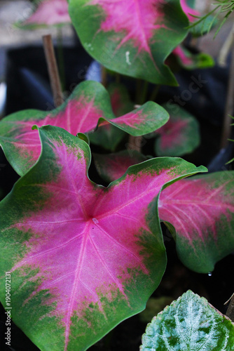 Close-up view of colorful leaves. 