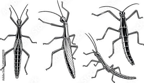 Vintage stick insect sketch set featuring realistic walking stick bugs, phasmatodea engraving illustrations, tropical phasmid species, and entomology nature study icons.