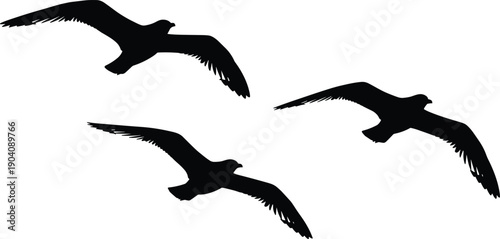 Flying bird silhouette set featuring soaring wings and graceful motion, black vector illustration of seabirds in flight for nature, freedom, travel, wildlife, and minimalist design concepts.