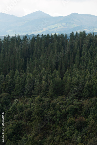 Wallpaper Mural Pine forest with Andean hills in Cotopaxi Torontodigital.ca