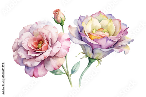 Watercolor Eustoma Flower Clipart, Elegant Floral Art, vector illustration isolated on white background